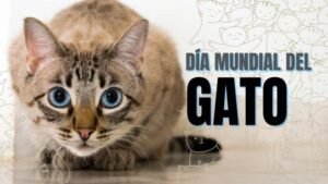 dia-mundial-del-gato-2020
