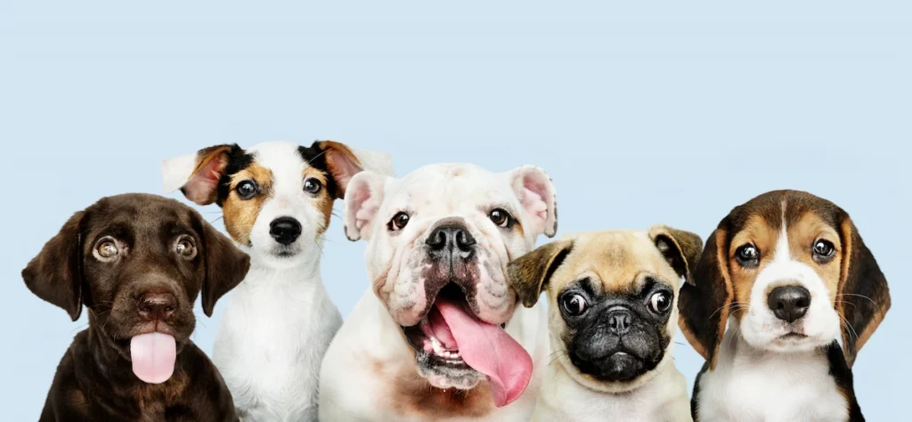 group-portrait-adorable-puppies