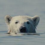 Sundance CDMX: Nuisance Bear, entre el hielo y el hombre